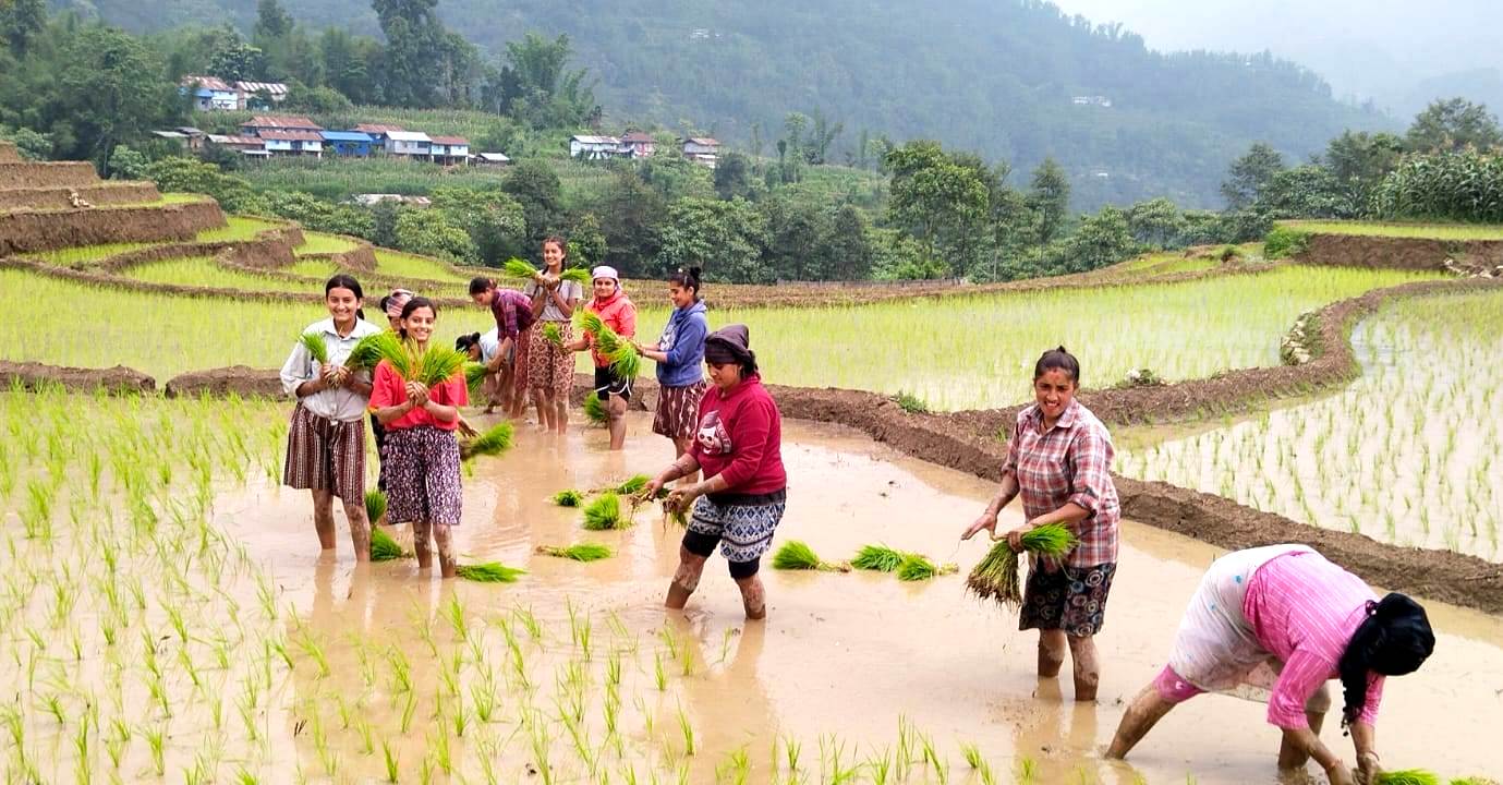 लम्पी स्किनको प्रभावले देशभर धान रोपाईमा कमी, गत वर्ष भन्दा १२ प्रतिशतले रोपाई घट्यो